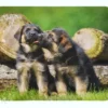 Torkkupeitto Cute German Shepherd Puppies