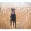 Torkkupeitto Doberman Pinscher In The Golden Grass