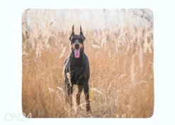 Torkkupeitto Doberman Pinscher In The Golden Grass