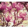 Torkkupeitto Pink Magnolias