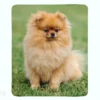 Torkkupeitto Pomeranian Dog